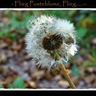 ~Flieg Pusteblume~