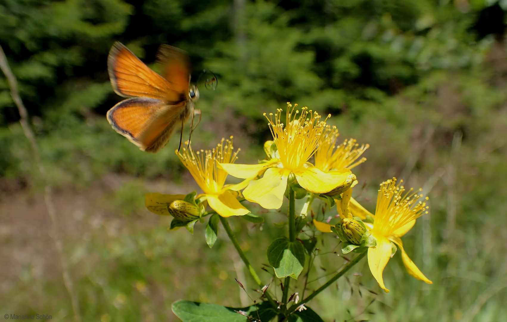 Flieg Schmetterling flieg...