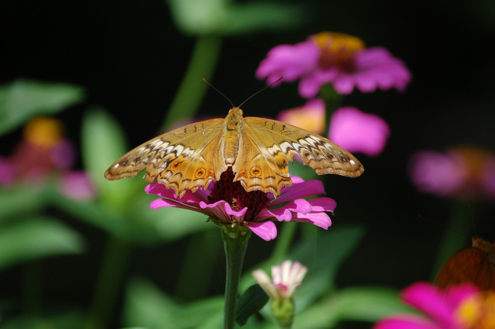 Flieg Schmetterling, flieg....