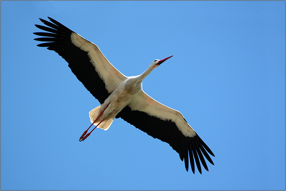 Flieg, Storch, flieg...