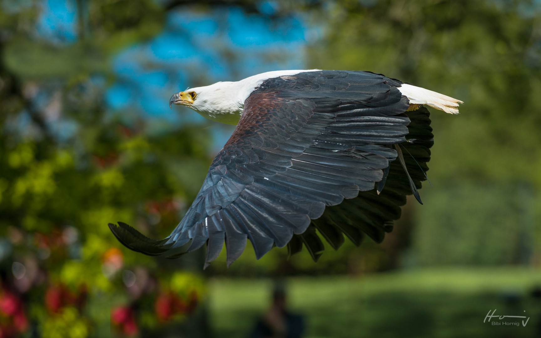 Flieg Vogel - Flieg!