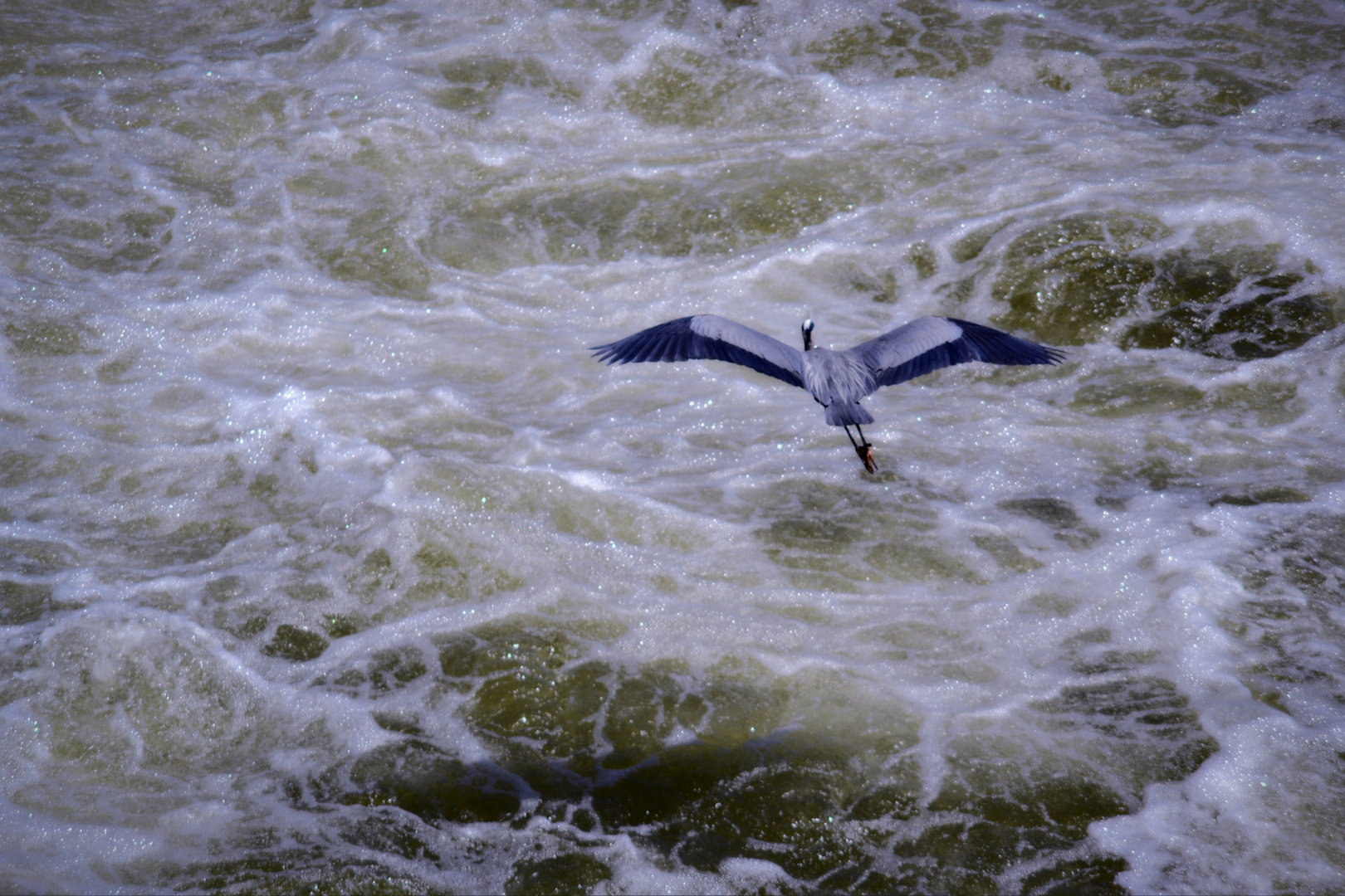 flieg weg "kleiner" flattermann