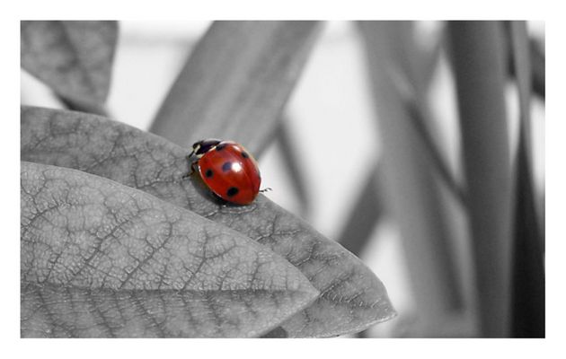 Flieg weg... Langweiler!!!