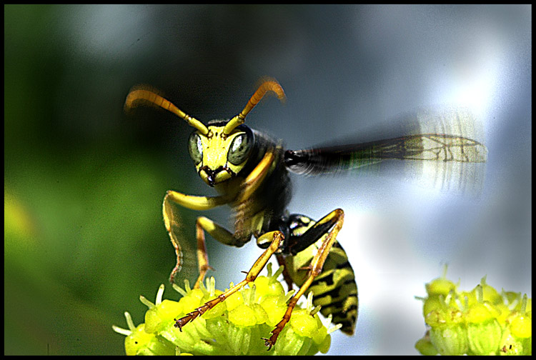 Flieg, Wespe, flieg ! by Kuno Kirschfeld