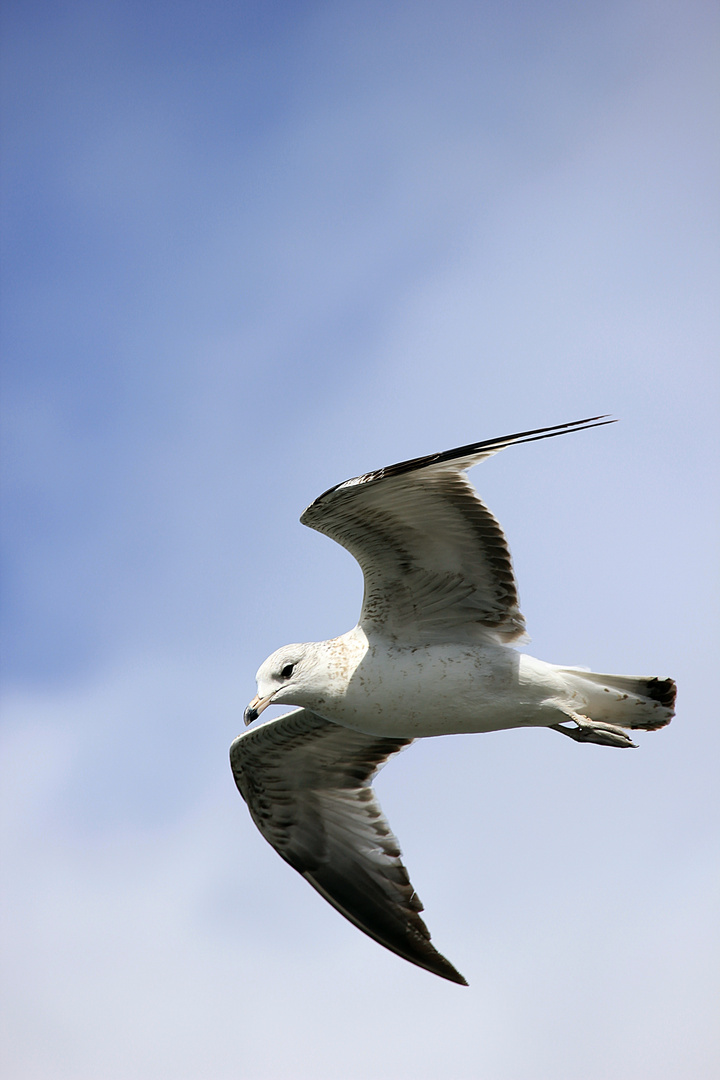 Flieg wie ein Flieger