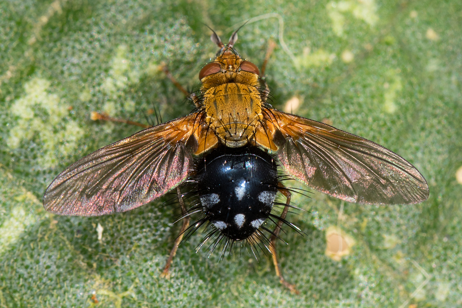 Fliegchen und Anton