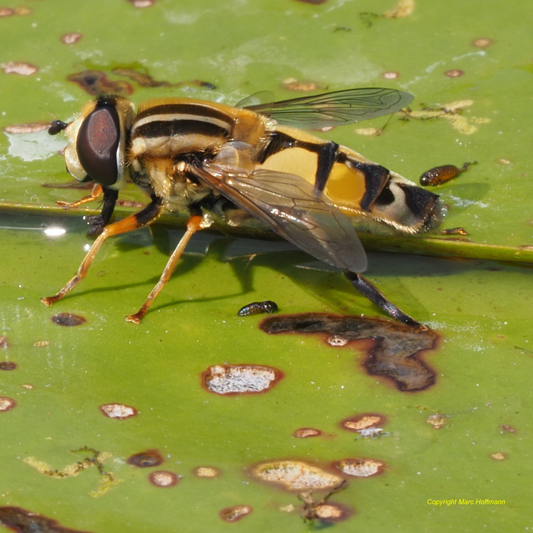 Fliege-01: Große Sumpfschwebfliege