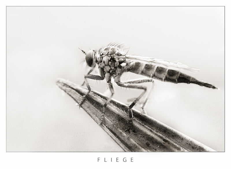 Fliege