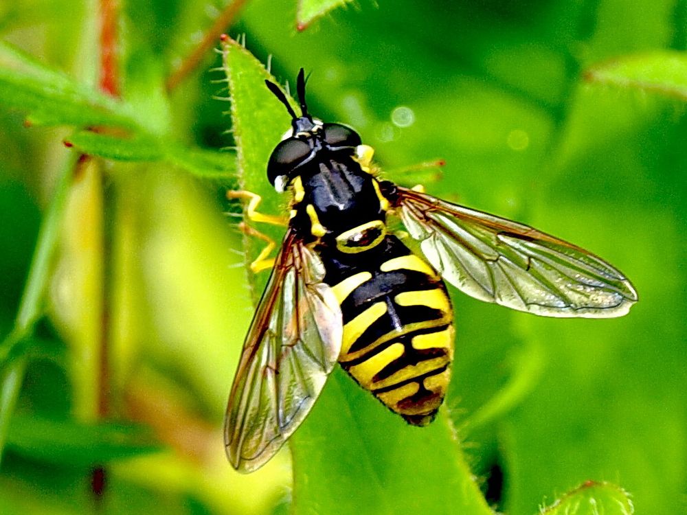 Fliege&hellip; Foto &amp; Bild tiere, wildlife, insekten Bilder auf