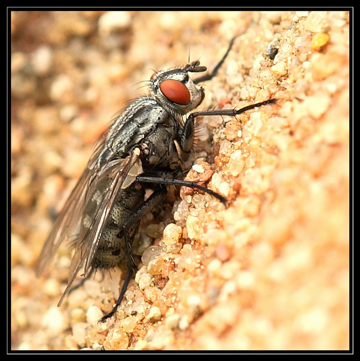 Fliege 1