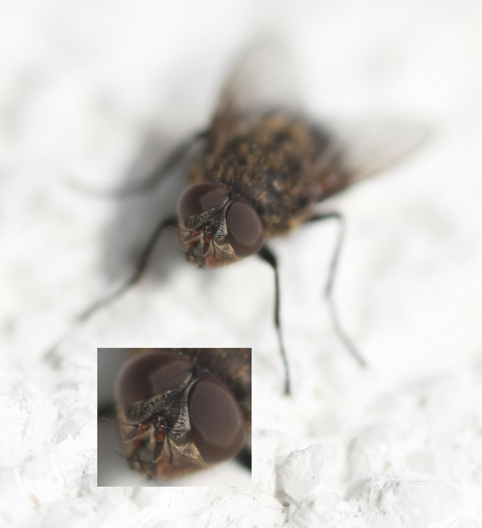 Fliege (1b) Collage - mit Detailausschnitt
