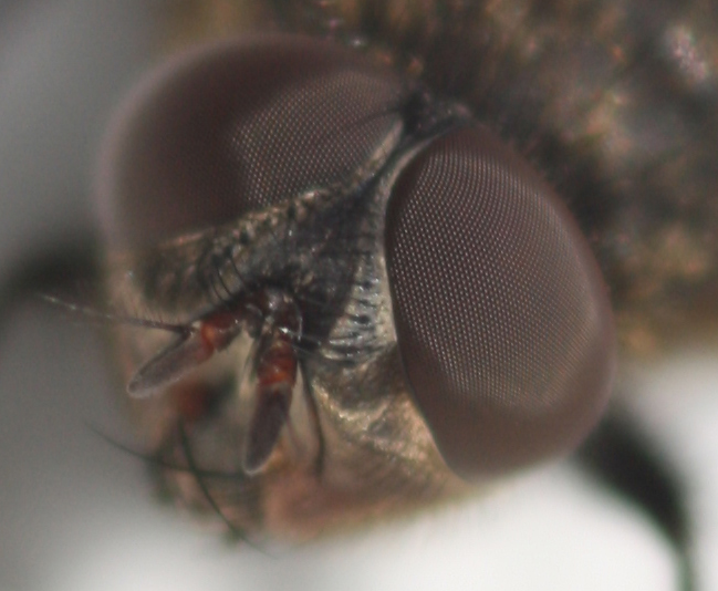 Fliege (1c) - Detailausschnitt Augen