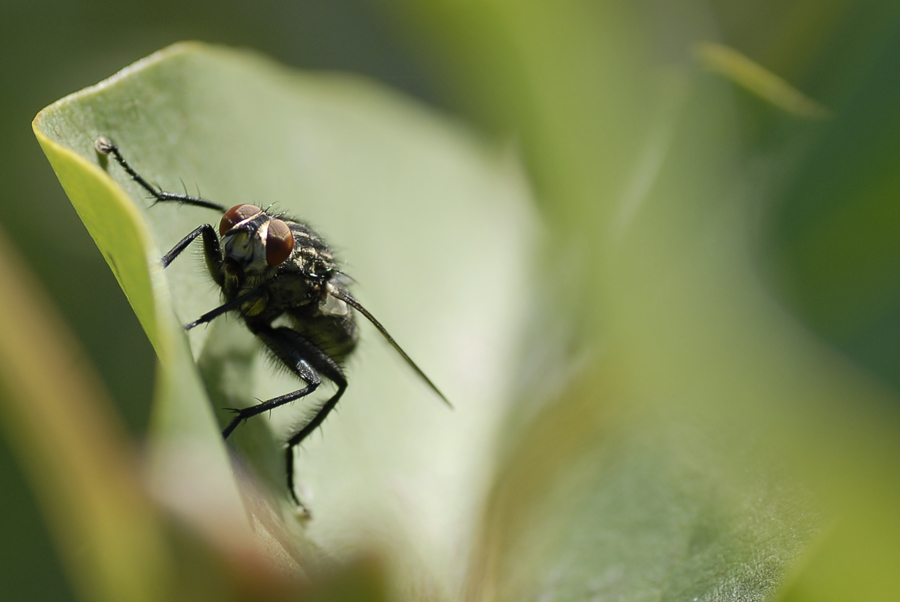 Fliege von etenassu 