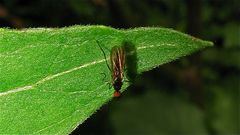 Fliege 2 - Fam. Anthomyzidae?