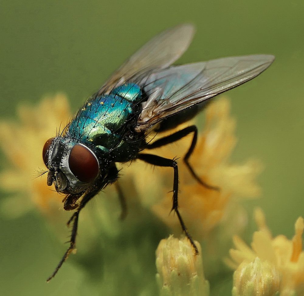 Fliege Foto &amp; Bild tiere, wildlife, insekten Bilder auf