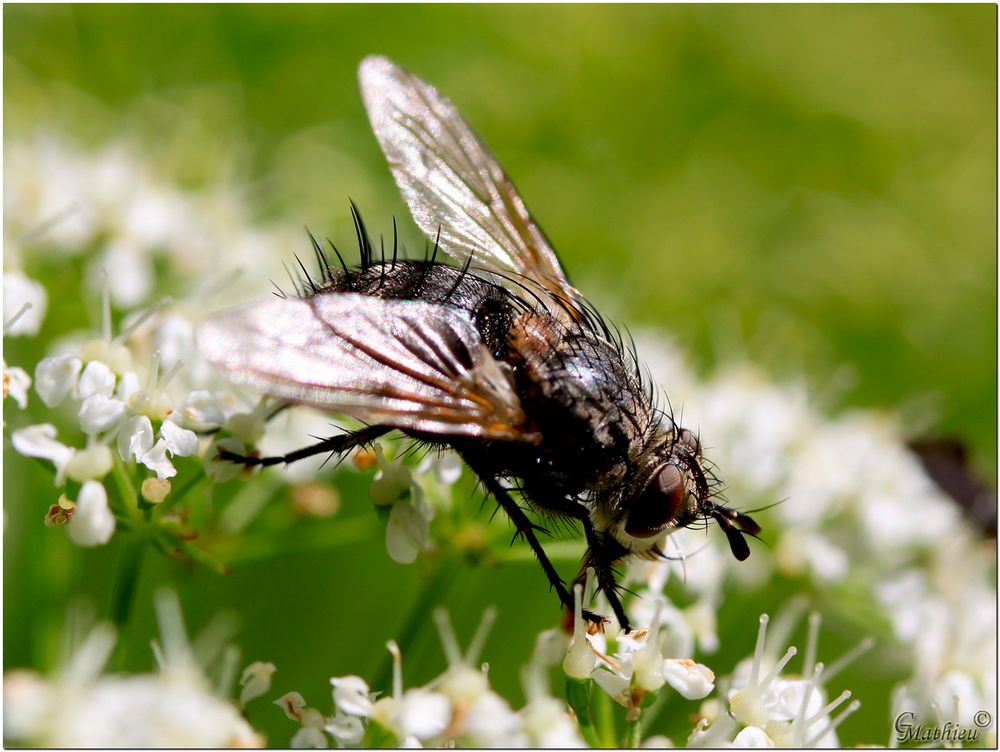 Fliege Foto &amp; Bild tiere, wildlife, insekten Bilder auf
