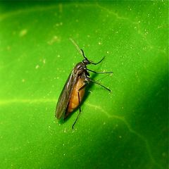 Fliege 3 - ca. 7 mm lang. Eine Trauermücke, Sciara sp., Fam. Sciaridae