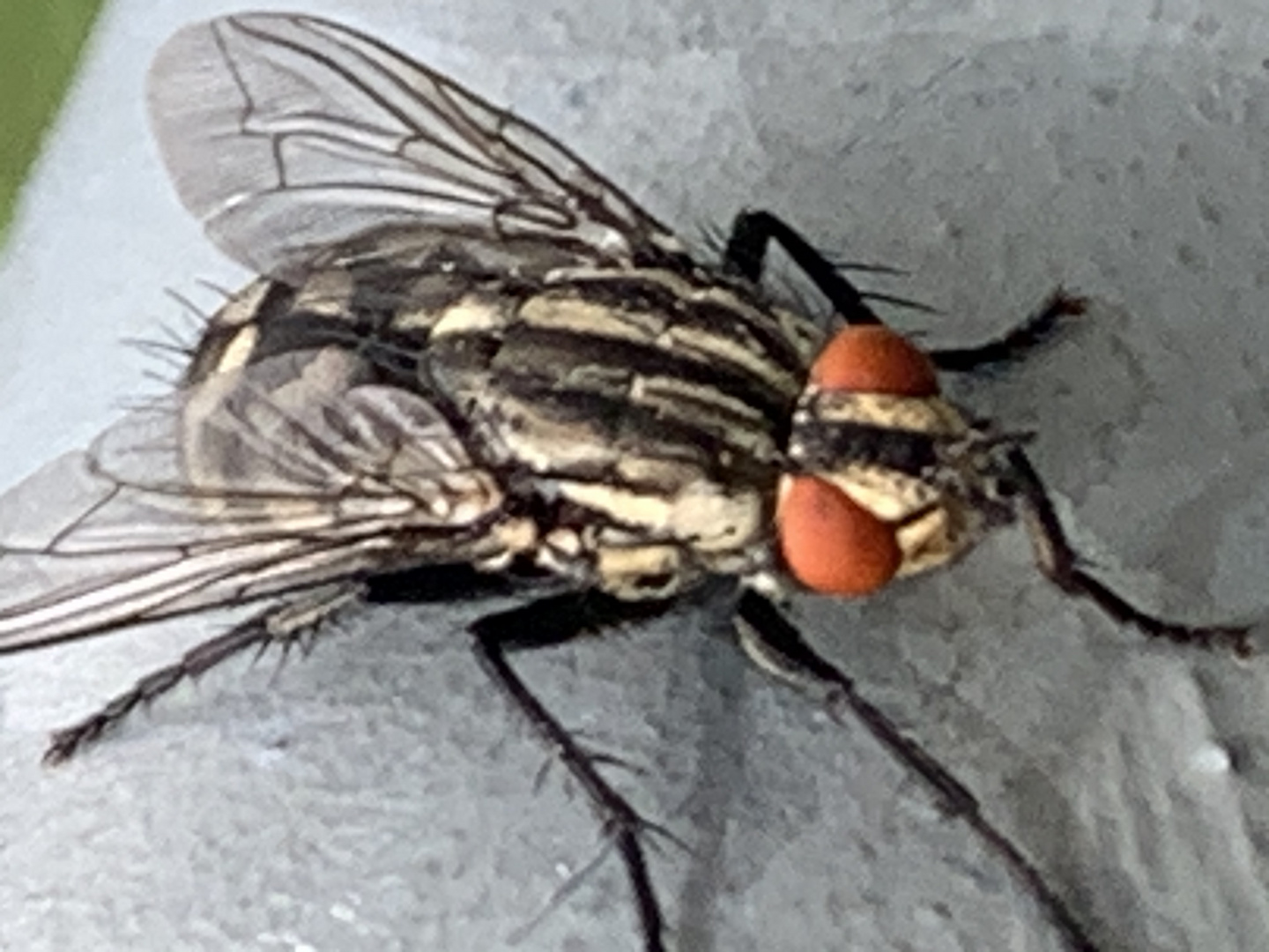 Fliege Foto & Bild tiere, wildlife, insekten Bilder auf Fliege Foto & Bild tiere, wildlife, insekten Bilder auf