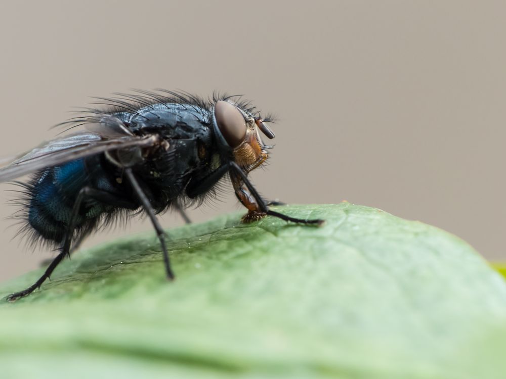 Fliege Foto &amp; Bild tiere, tierdetails, makroaufnahmen Bilder auf
