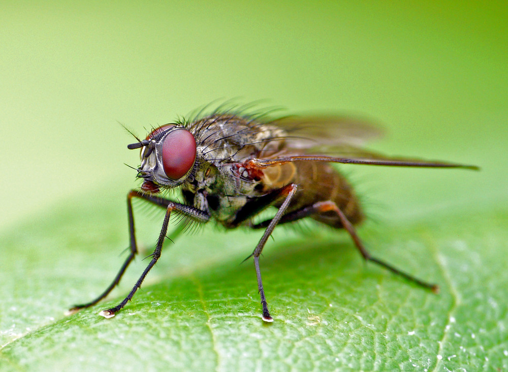 Fliege Foto &amp; Bild tiere, wildlife, insekten Bilder auf