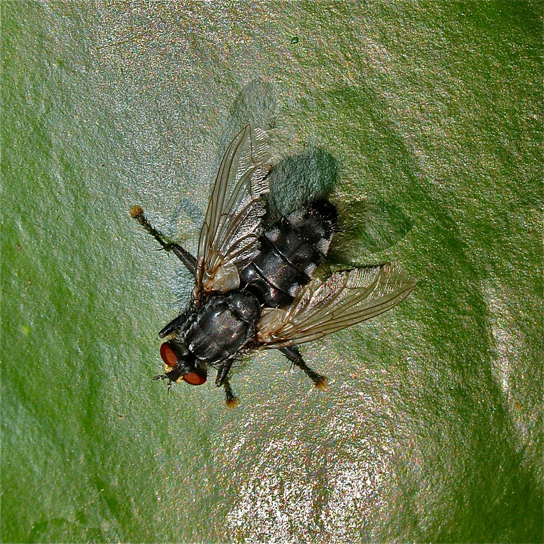 Fliege 4 - die dickste Fleischfliege (Fam. Sarcophagidae), die ich im Garten gesehen habe -  . . .