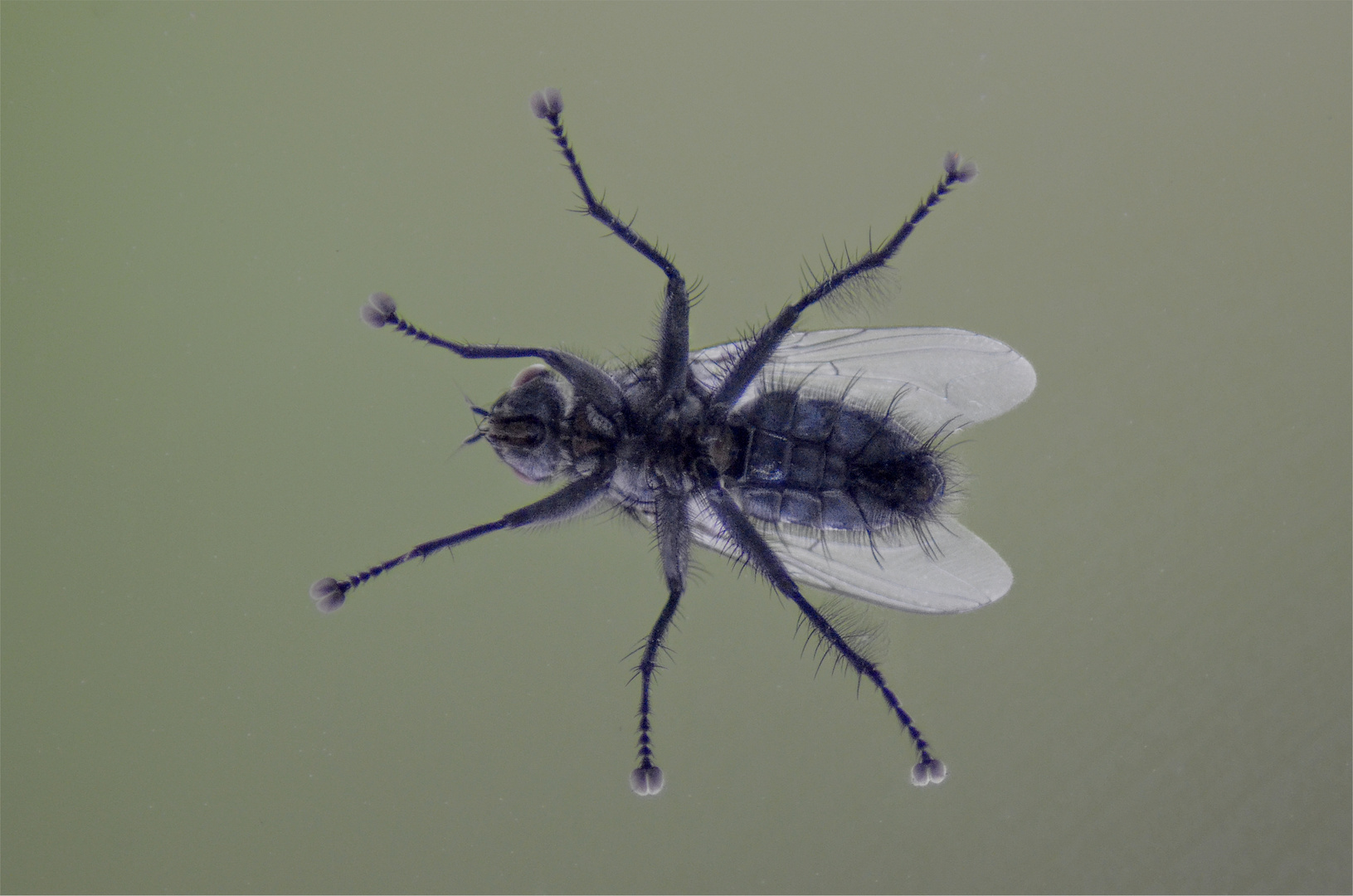 Fliege Foto & Bild sonstiges, natur, insekten fliege Bilder auf