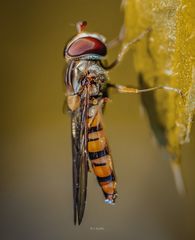 FLieGe…