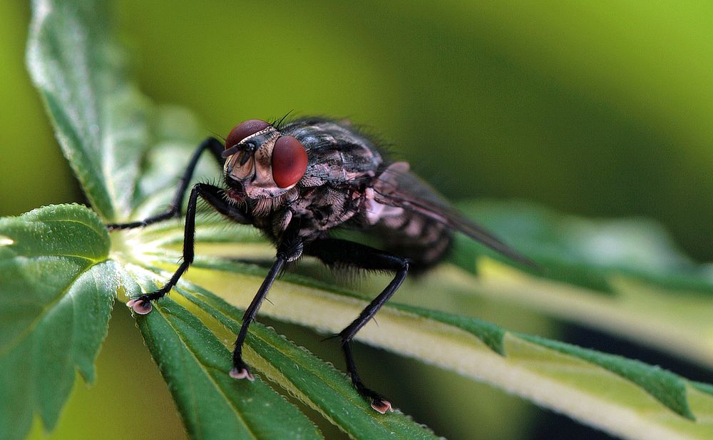 " Fliege " von bueblein 