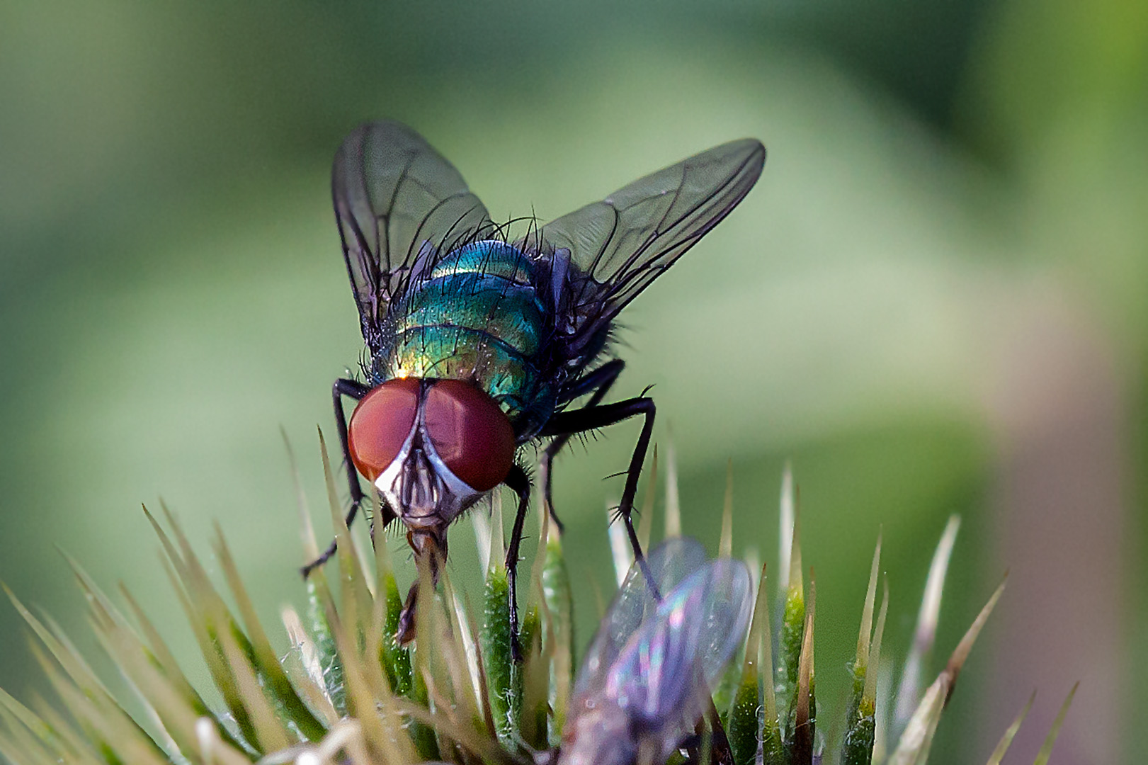 Fliege Foto & Bild tiere, wildlife, insekten Bilder auf
