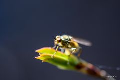 Fliege