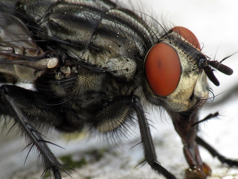 Fliege Foto &amp; Bild tiere, tierdetails, makro Bilder auf