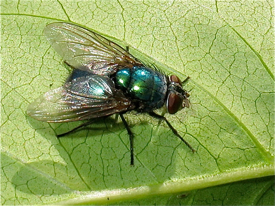 Fliege 6 - Lucilis sp. (Fam. Schmeißfliegen, Calliphoridae)