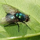 Fliege 6 - Lucilis sp. (Fam. Schmeißfliegen, Calliphoridae)