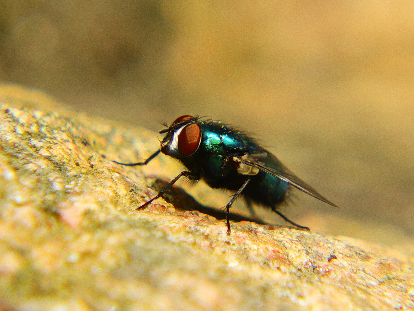 Fliege Foto &amp; Bild tiere, wildlife, insekten Bilder auf