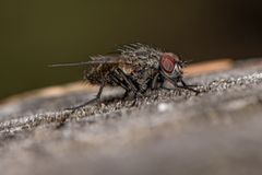 Fliege