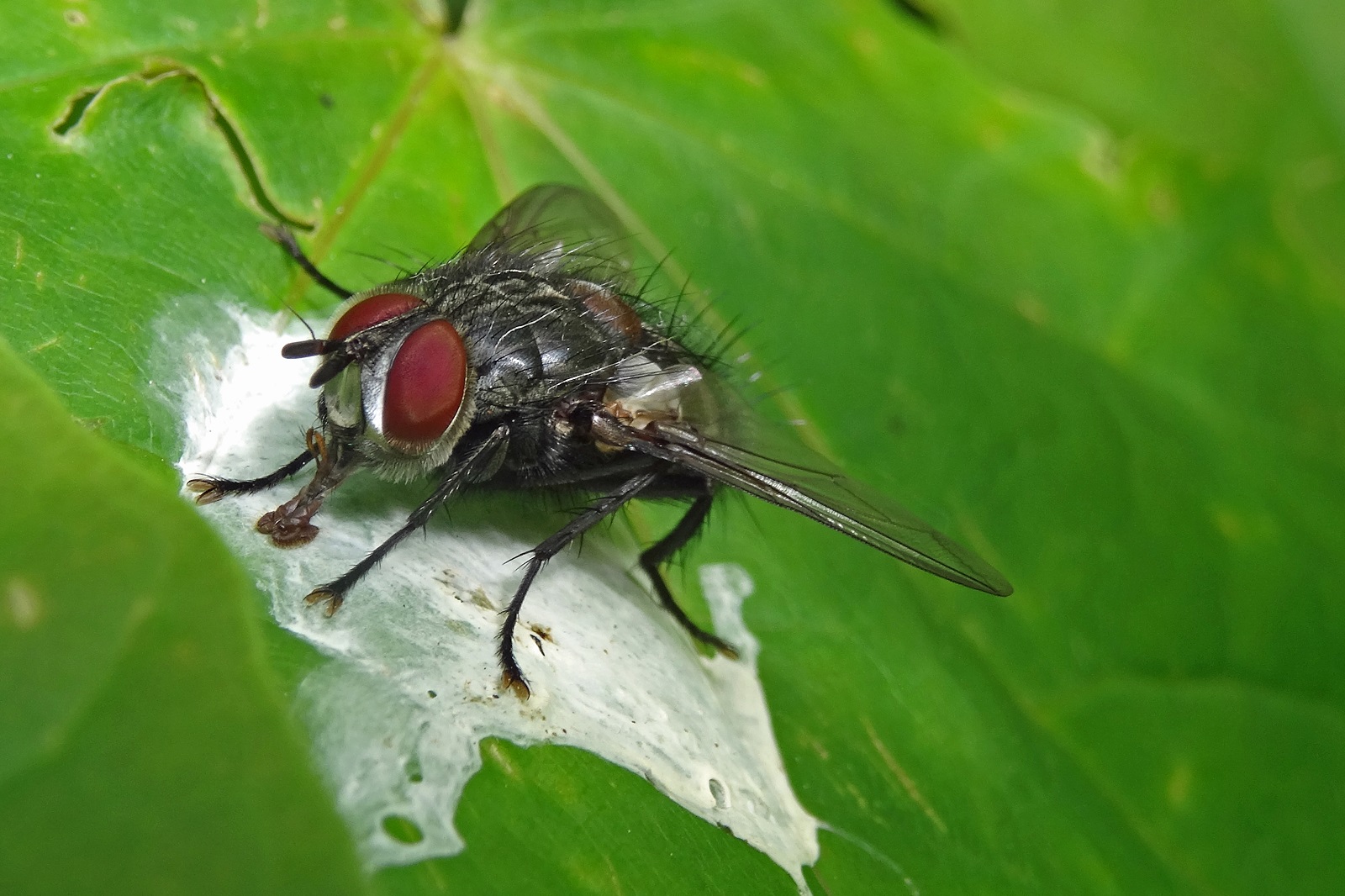 Fliege Foto & Bild tiere, wildlife, insekten Bilder auf