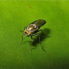 Fliege 8 - Familie Dolichopodidae, Langbeinfliegen