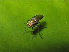 Fliege 8 - Familie Dolichopodidae, Langbeinfliegen