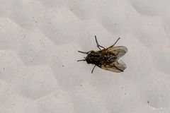 Fliege