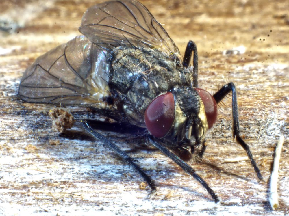 fliege Foto &amp; Bild tiere, wildlife, insekten Bilder auf