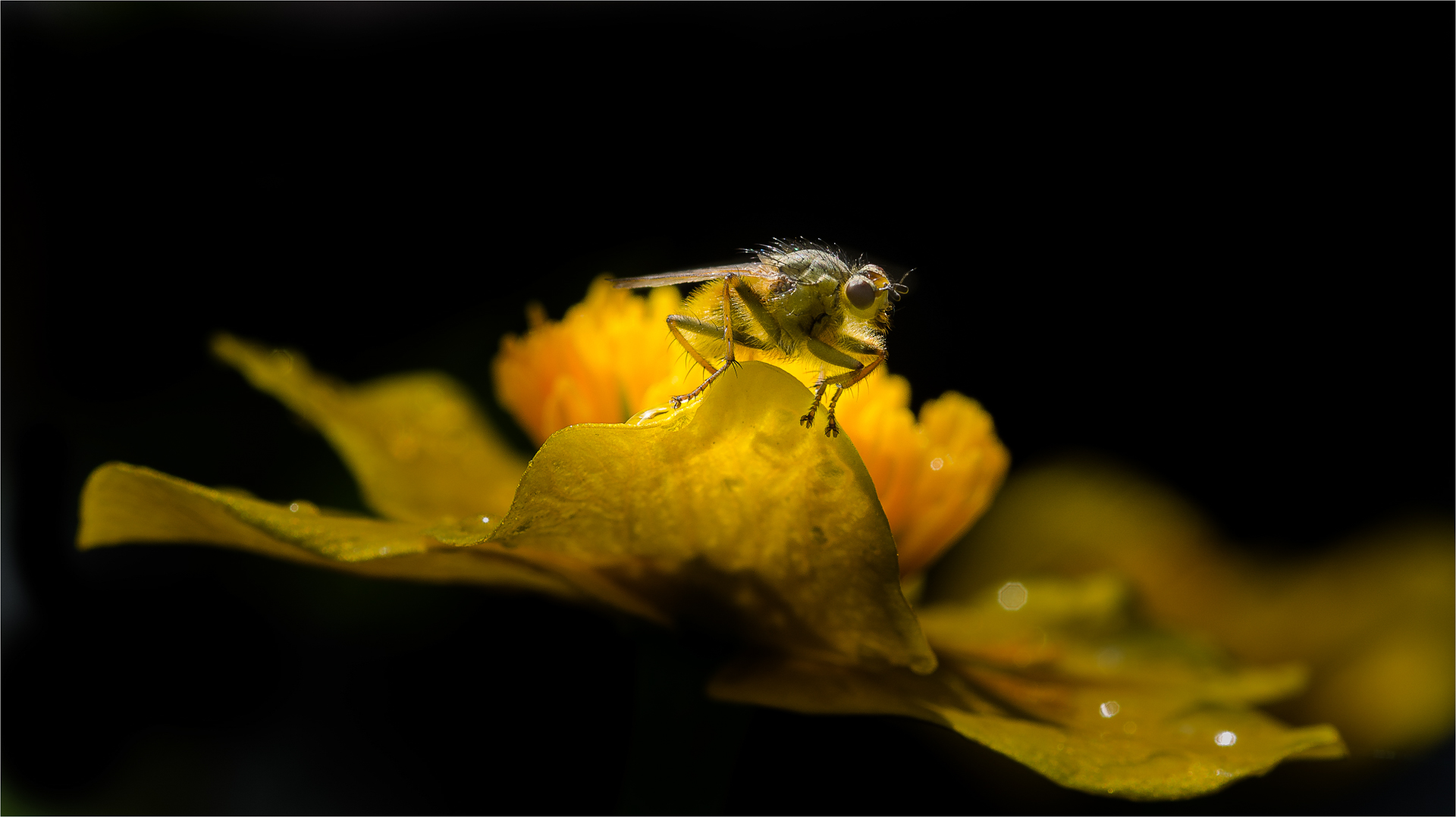 Fliege - aber was für eine?