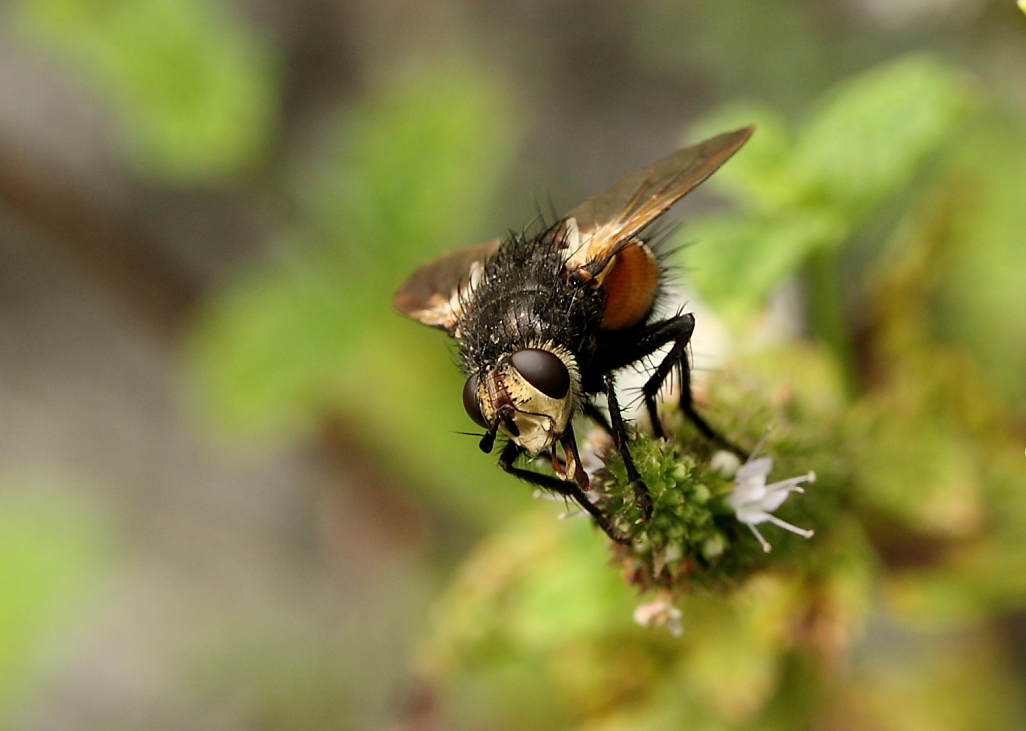 Fliege, aber welche?