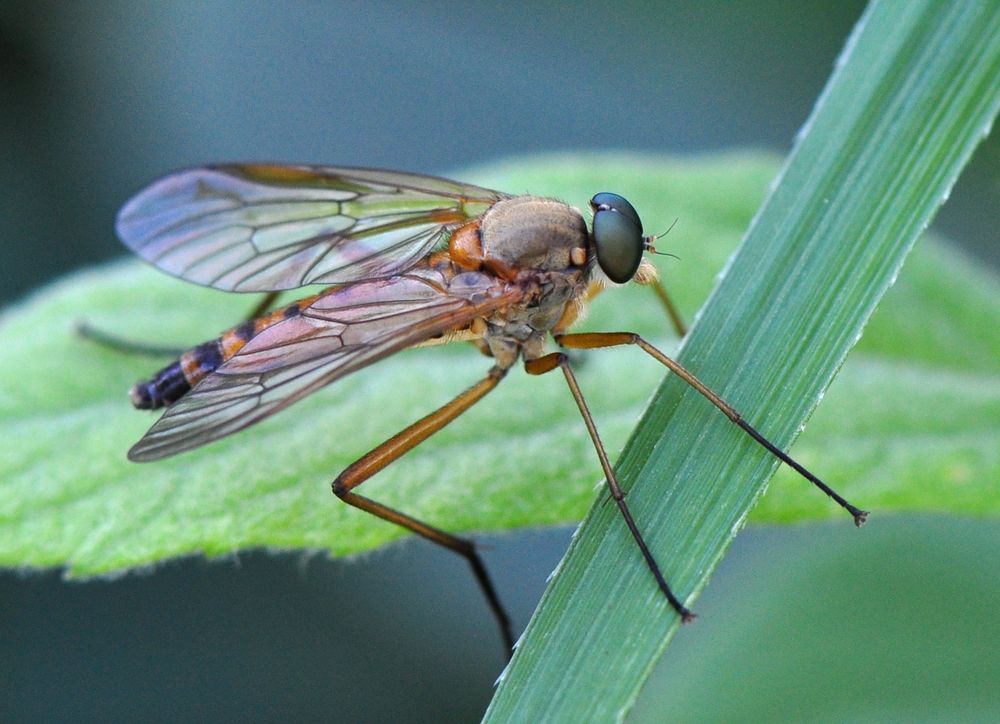 Fliege - aber welche?