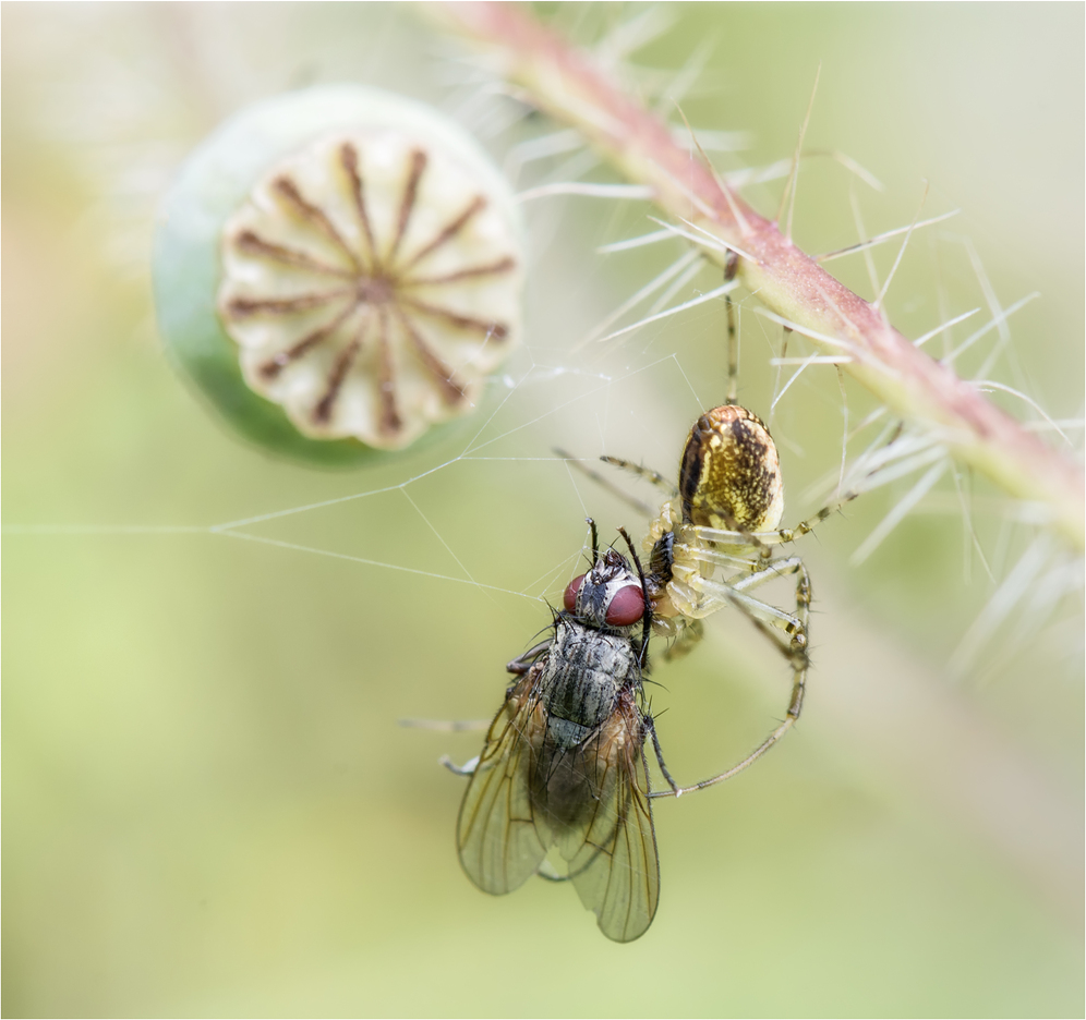 Fliege als Beute