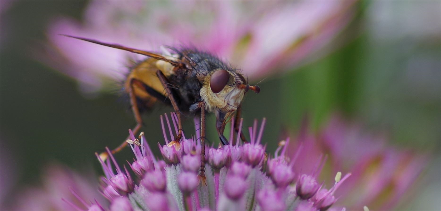 Fliege als Makro