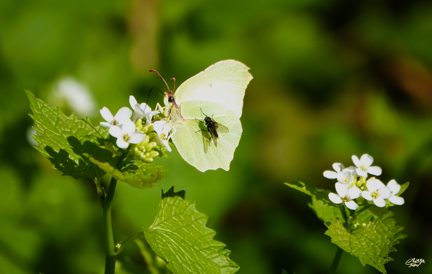 Fliege als Mitflieger...