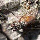 Fliege am alten Apfelbaum