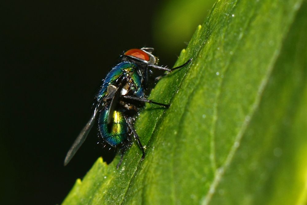 Fliege am Apfelbaum 2