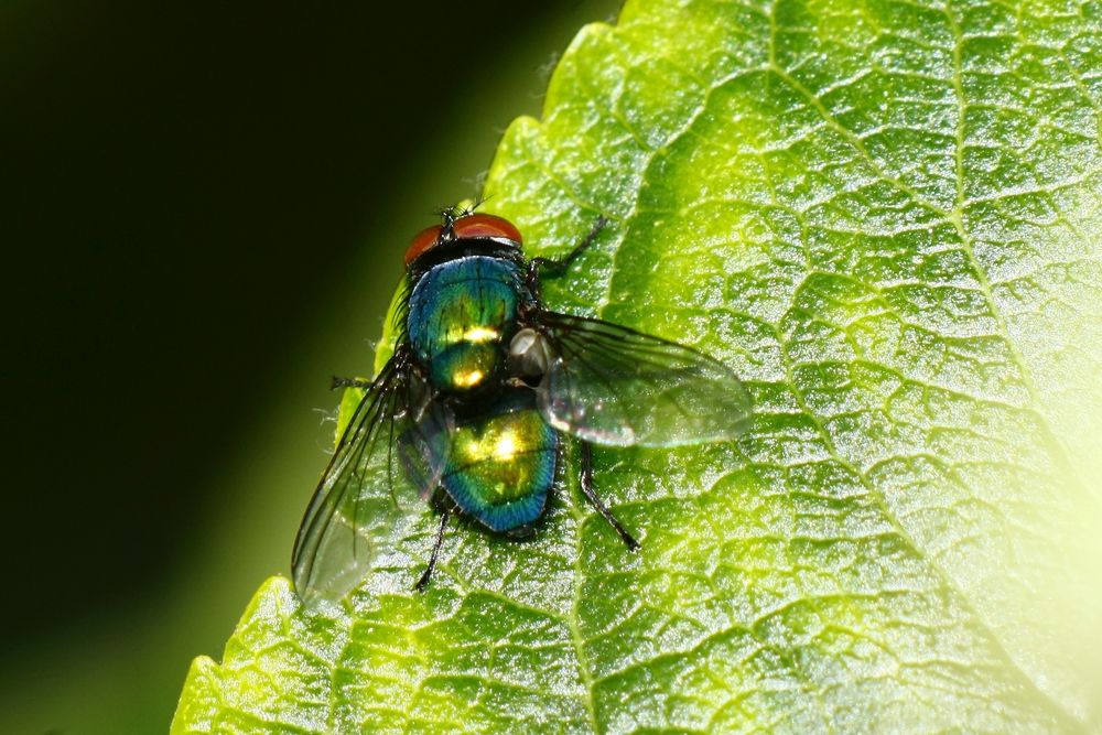 Fliege am Apfelbaum