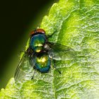 Fliege am Apfelbaum